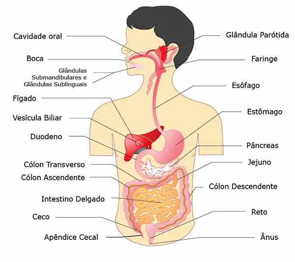 Anatomia-do-sistema-digestório (2)